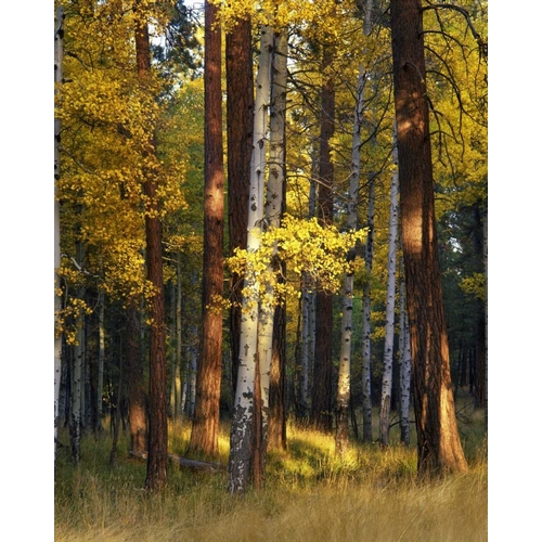 Oregon, Deschutes NF Trees in autumn